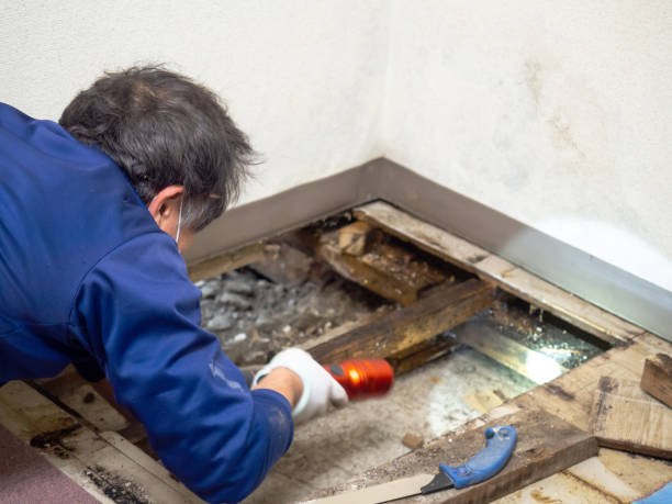 Best Mold Damage Repair  in Rexland Acres, CA