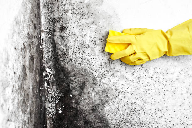 Best Same-Day Mold Removal  in Rexland Acres, CA