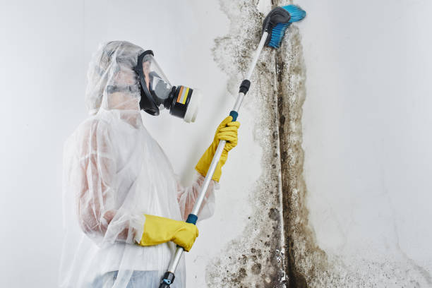 Best Fast Mold Removal  in Rexland Acres, CA