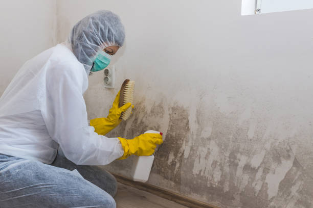 Best Water Damage Restoration  in Rexland Acres, CA