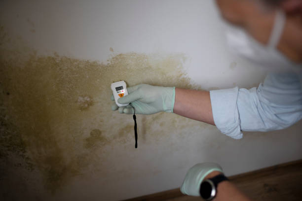 Trusted Rexland Acres, CA Mold Removal Experts
