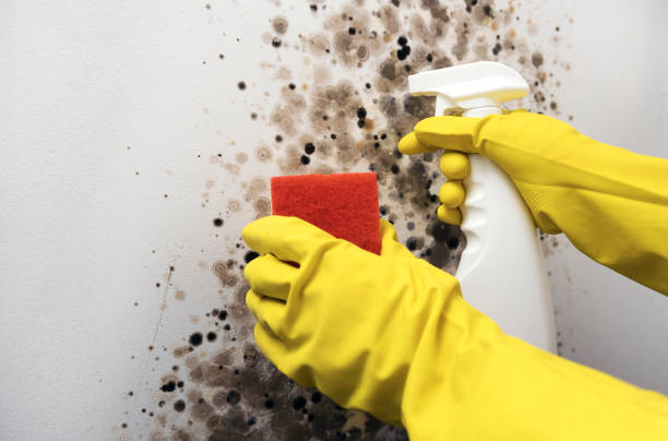 Best Emergency Mold Removal  in Rexland Acres, CA
