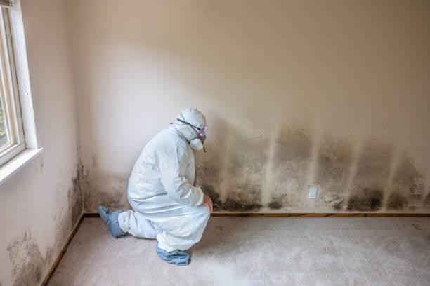 Best Mold Damage Repair  in Rexland Acres, CA