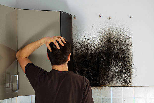 Best Attic Mold Removal  in Rexland Acres, CA
