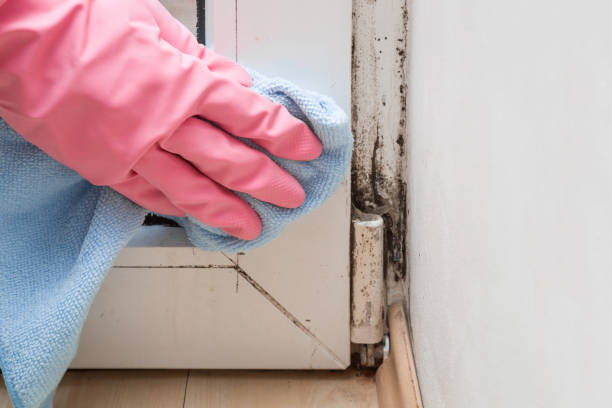 Best Mold Remediation  in Rexland Acres, CA
