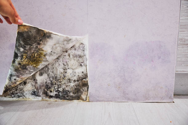 Best Office Mold Removal Services  in Rexland Acres, CA
